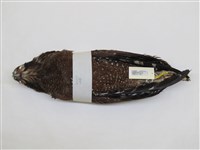 藏品(大冠鷲)的圖片